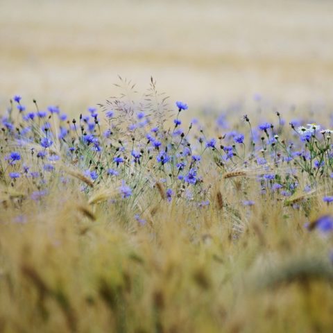 cereals, purple flowers